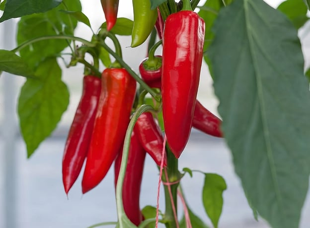 Fakten zu Paprika & Chili