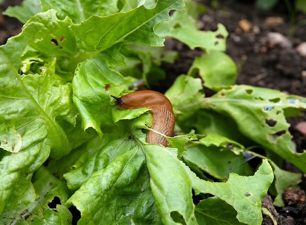 Den Salat vor den Schnecken schützen