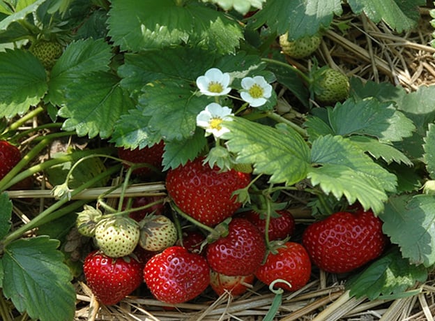 Obstgarten im Juni