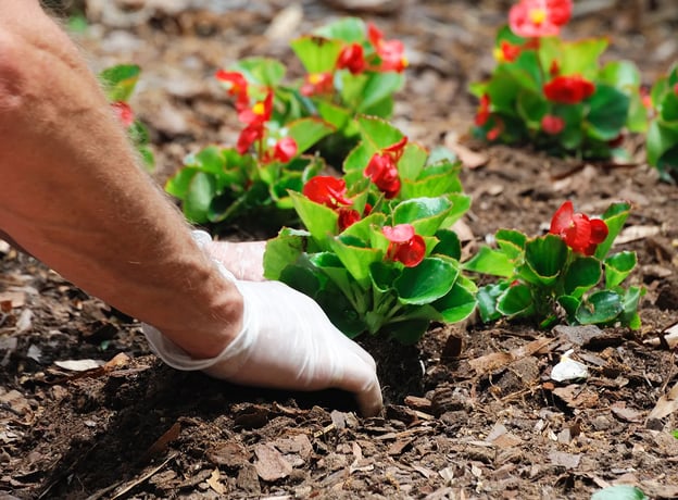 Befüllen, bepflanzen, begeistern: Wie wird ein Hochbeet bepflanzt?