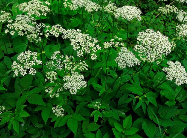 n/a