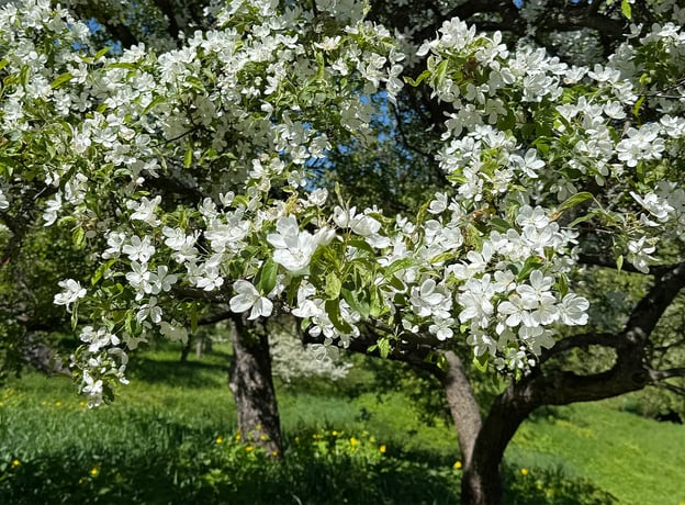 Grundlagen der Obstbaumveredelung