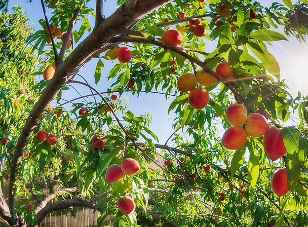 Tipps zur Auswahl des Obstbaums