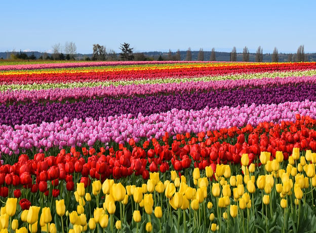 Tulpen pflanzen: Zeitpunkt, Tiefe & Standort | BAUHAUS Ratgeber