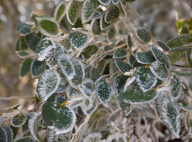 So überwintern Sie Ihren Eukalyptus