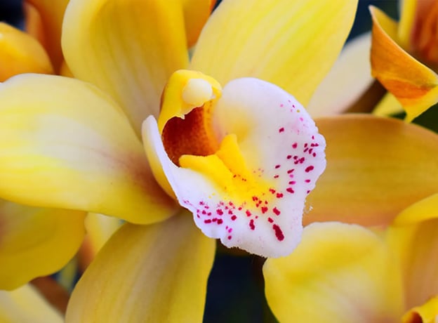 Zeitloser Klassiker für Anfänger und Profis: Orchidee