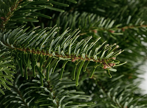 Weihnachtsbaum entsorgen