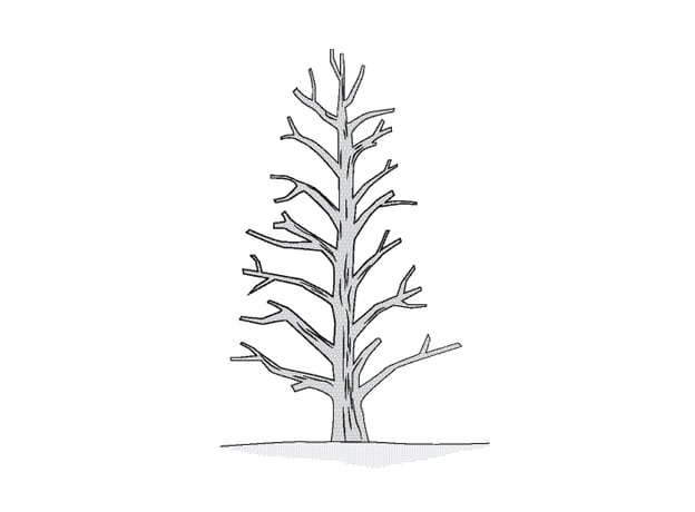 Drei Schnittarten der Hecke