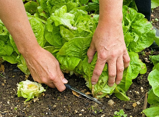 Individuell angepasst für Ihren Garten
