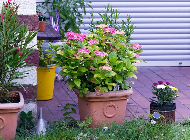 Frühlingsblumen im Topf pflanzen und pflegen