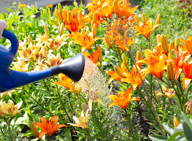 Lilien pflegen  Tipps fr Balkon und Terrasse | BAUHAUS