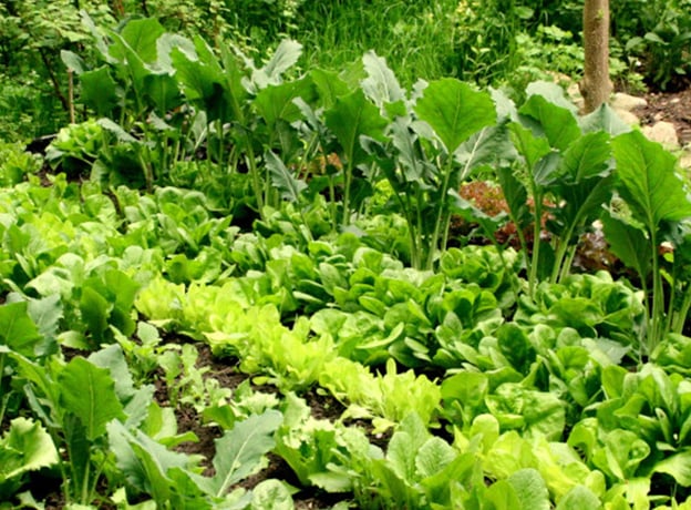 Gemüsegarten im Juni