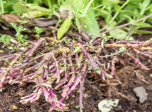 Rhizom