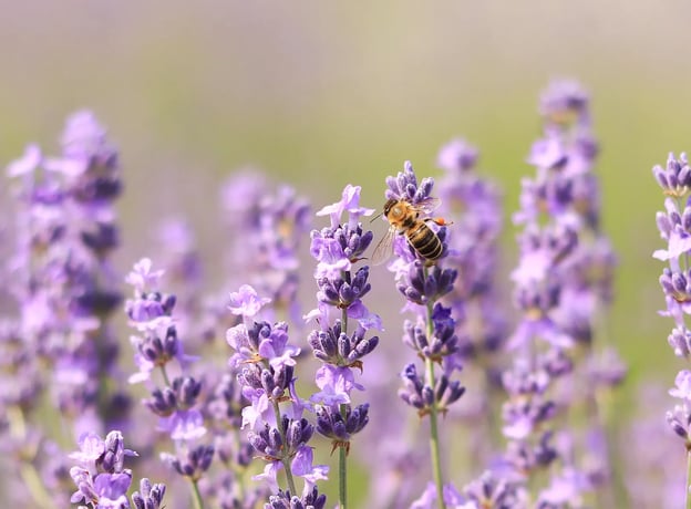 Lavendel im Garten