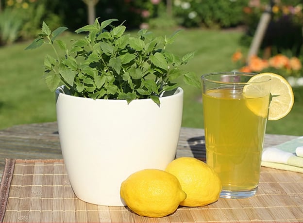 Fünf fruchtige Kräuter – perfekt für kühle Getränke!