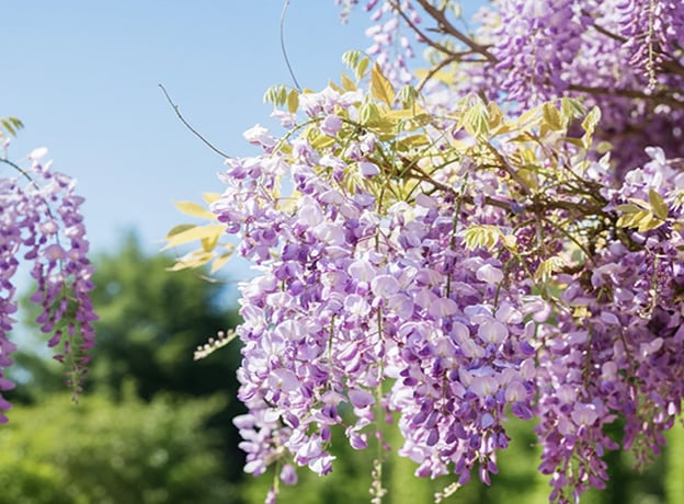 Ziergarten im April