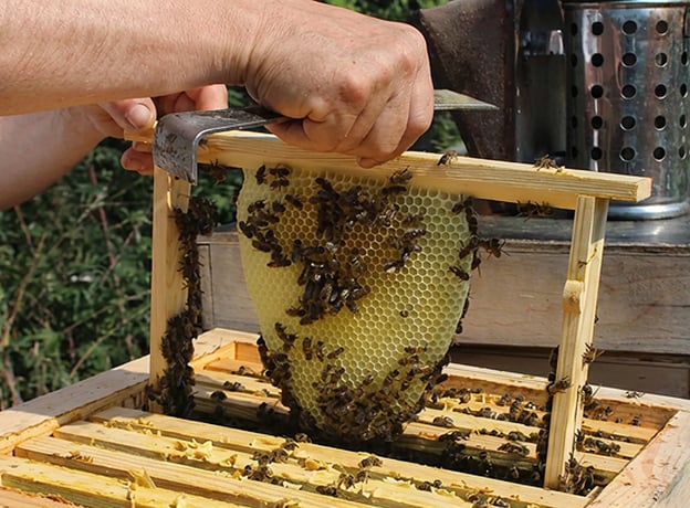 Aufbau und Leben im Bienenstock