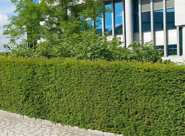 Tipps zum gelungenen Schnitt der Hecke