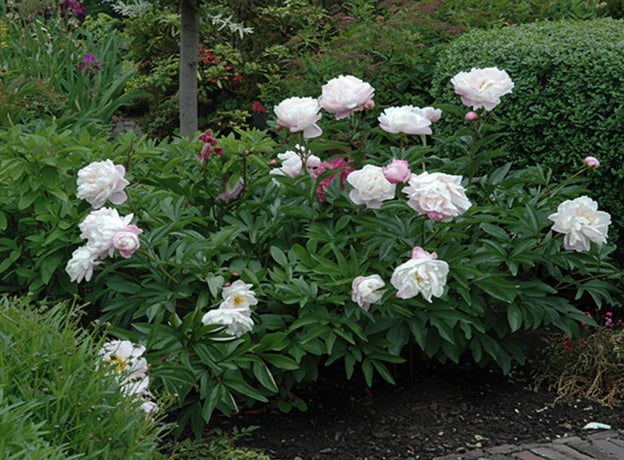 Ziergarten im Mai