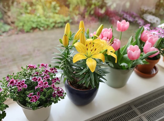 Lilien pflegen  Tipps fr Balkon und Terrasse | BAUHAUS