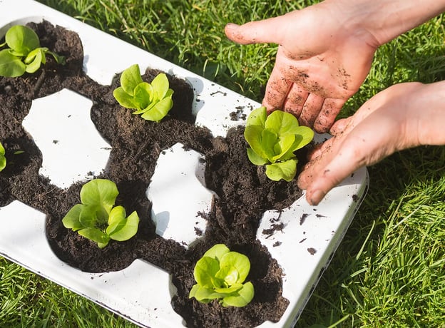 Salat ganz einfach im Garten anbauen