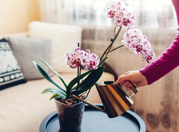 Wie pflegt man Orchideen?