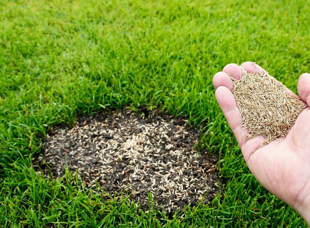Löcher im Rasen? – Tipps zum Nachsäen