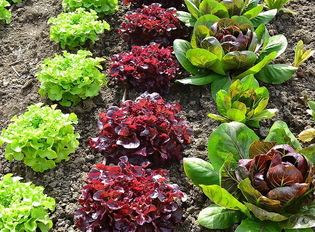 Salat für jeden Geschmack