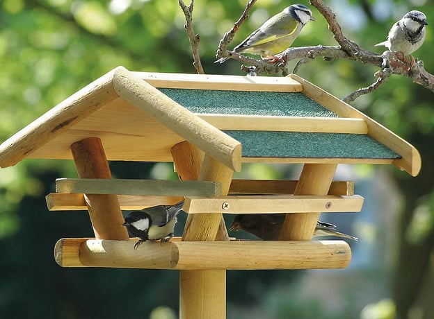 Wildtiere & Insekten im Oktober
