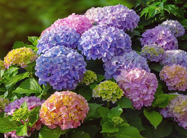 Wie beeinflusst der pH-Wert die Blühfarbe der Hortensie?