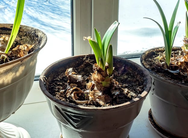 Wie pflanze ich eine Amaryllis und welche Pflege braucht sie?