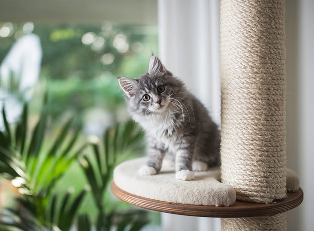 Katzen und Pflanzen in einem Haushalt