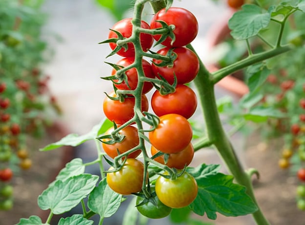 Gemüsegarten im September