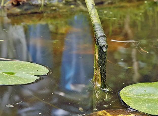 Gartenteich im August