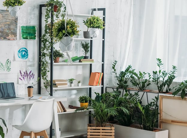 moos zchten bonsai Bonsai mit konserviertem Moos - Glcksbaum Tischdekoration fr Zuhause
