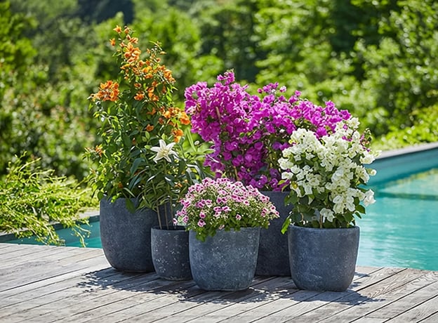 Mediterrane Kübelpflanzen auf der eigenen Terrasse
