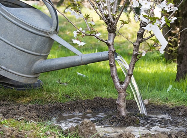 Obstgarten im April