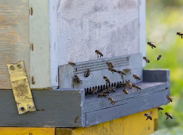 Warum sterben Bienen aus?
