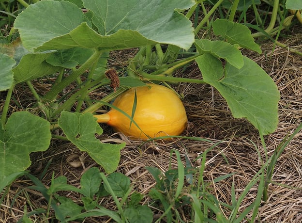 Gemüsegarten im Oktober