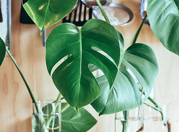 Urban Jungle Feeling: Fensterblatt