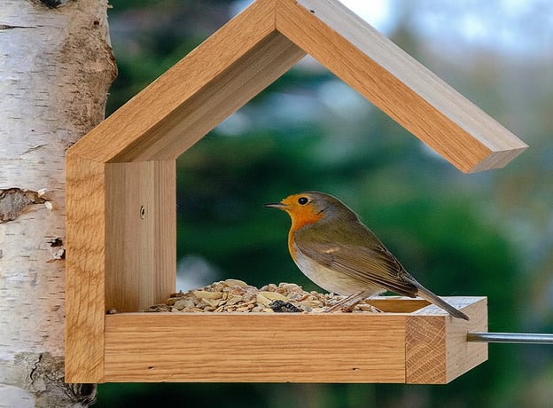 Wildtiere & Insekten im November