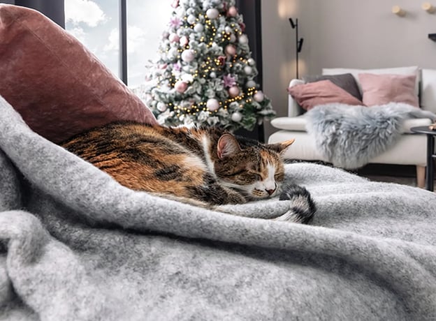 Welcher Weihnachtsbaum empfiehlt sich im Katzen-Interieur?