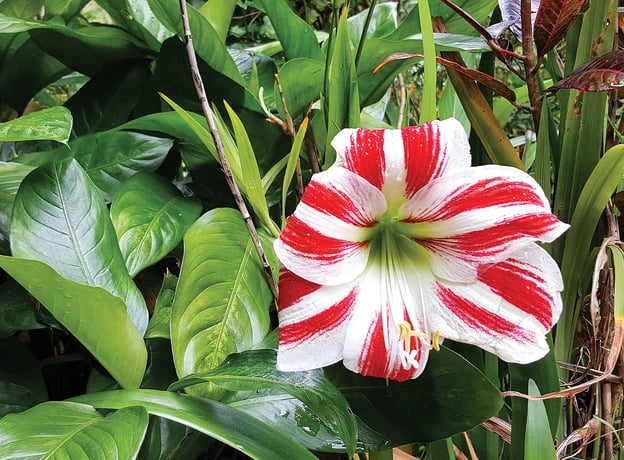 Woher kommt die Amaryllis?