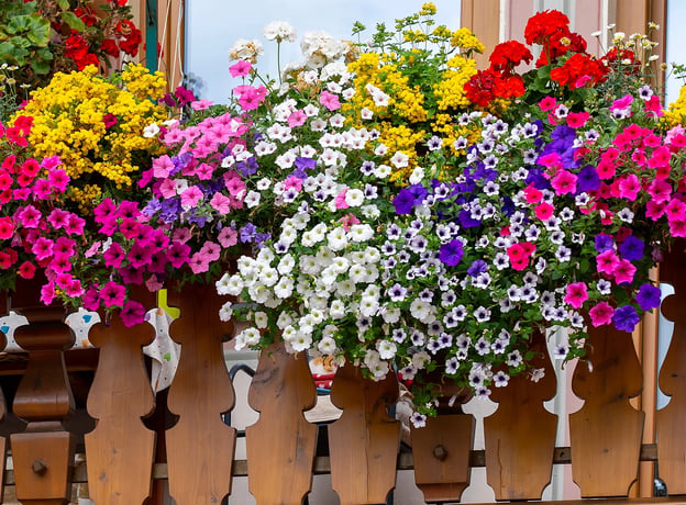 Den Frühling begrüßen mit bunten Blüten