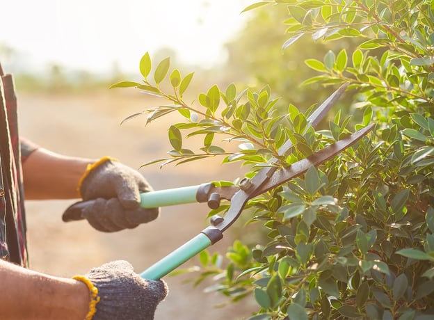 Hecke entfernen: Anleitung, Zeitpunkt und Rechtliches