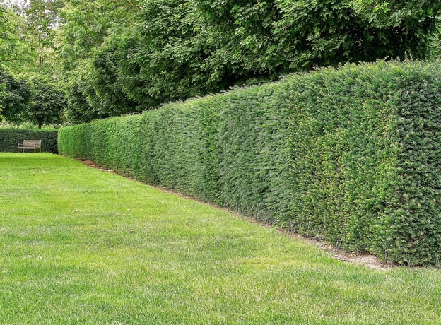 Hecke entfernen: Anleitung, Zeitpunkt und Rechtliches