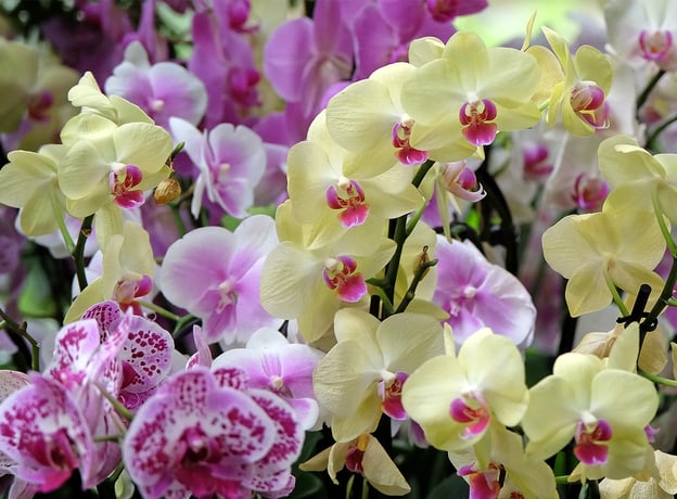Was bedeutet „Orchidee“?