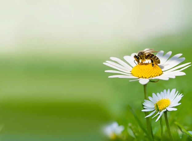 BAUHAUS engagiert sich für den Bienenschutz
