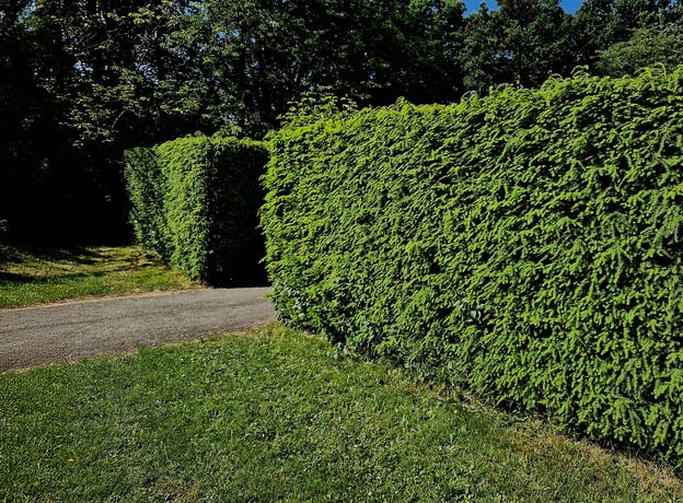 Immergrne Hecke: Sichtschutz und Pflege | BAUHAUS