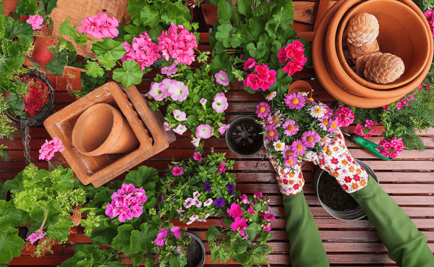 Blumenkübel bepflanzen